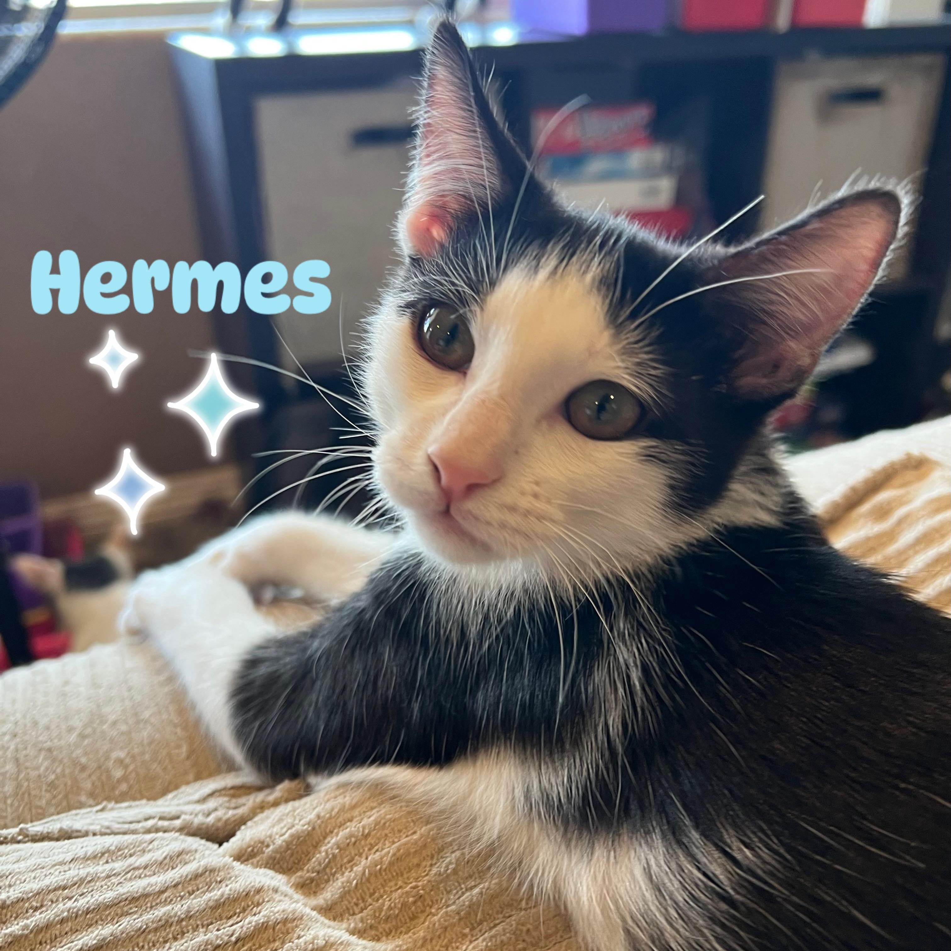 Hermes