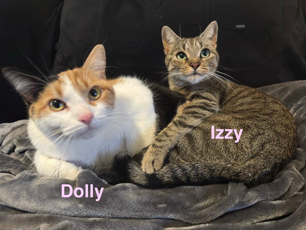 Kitty Mamas - Adoption Gallery