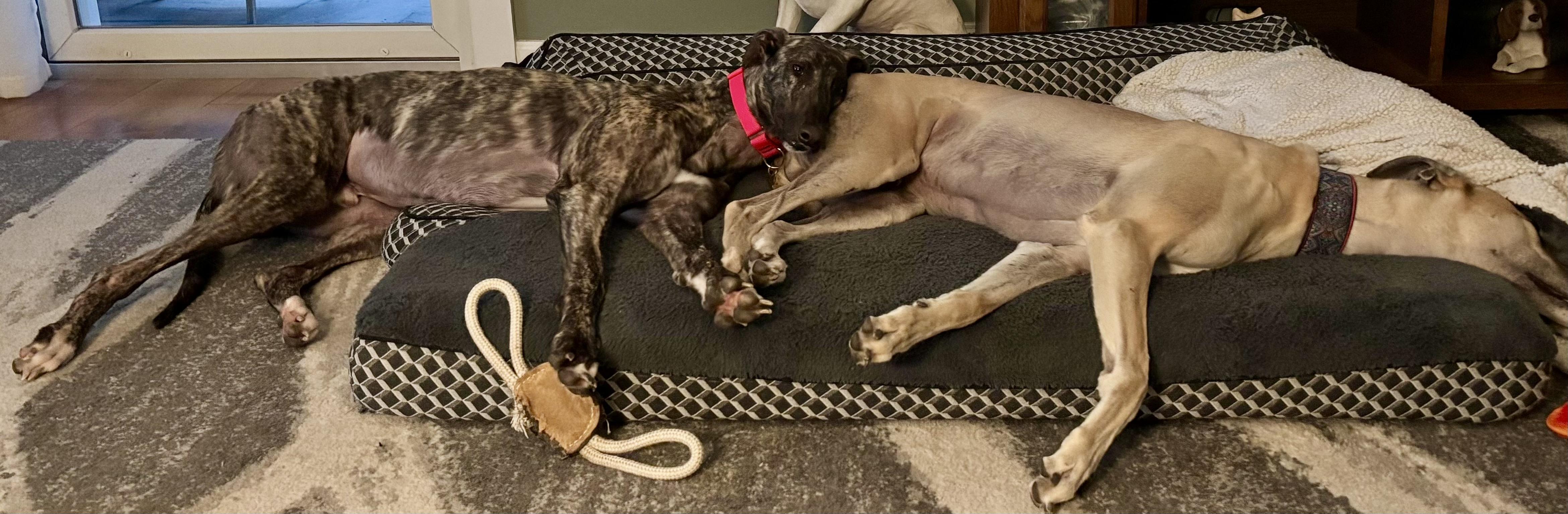 Enlarge Shimmy, an adopted Greyhound in New Hope, PA image 3/4