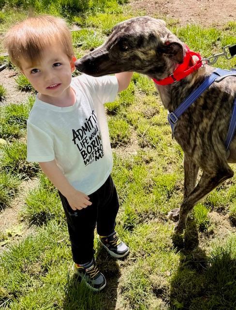 Enlarge Shimmy, an adopted Greyhound in New Hope, PA image 2/4