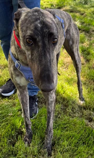 Enlarge Shimmy, an adopted Greyhound in New Hope, PA image 4/4