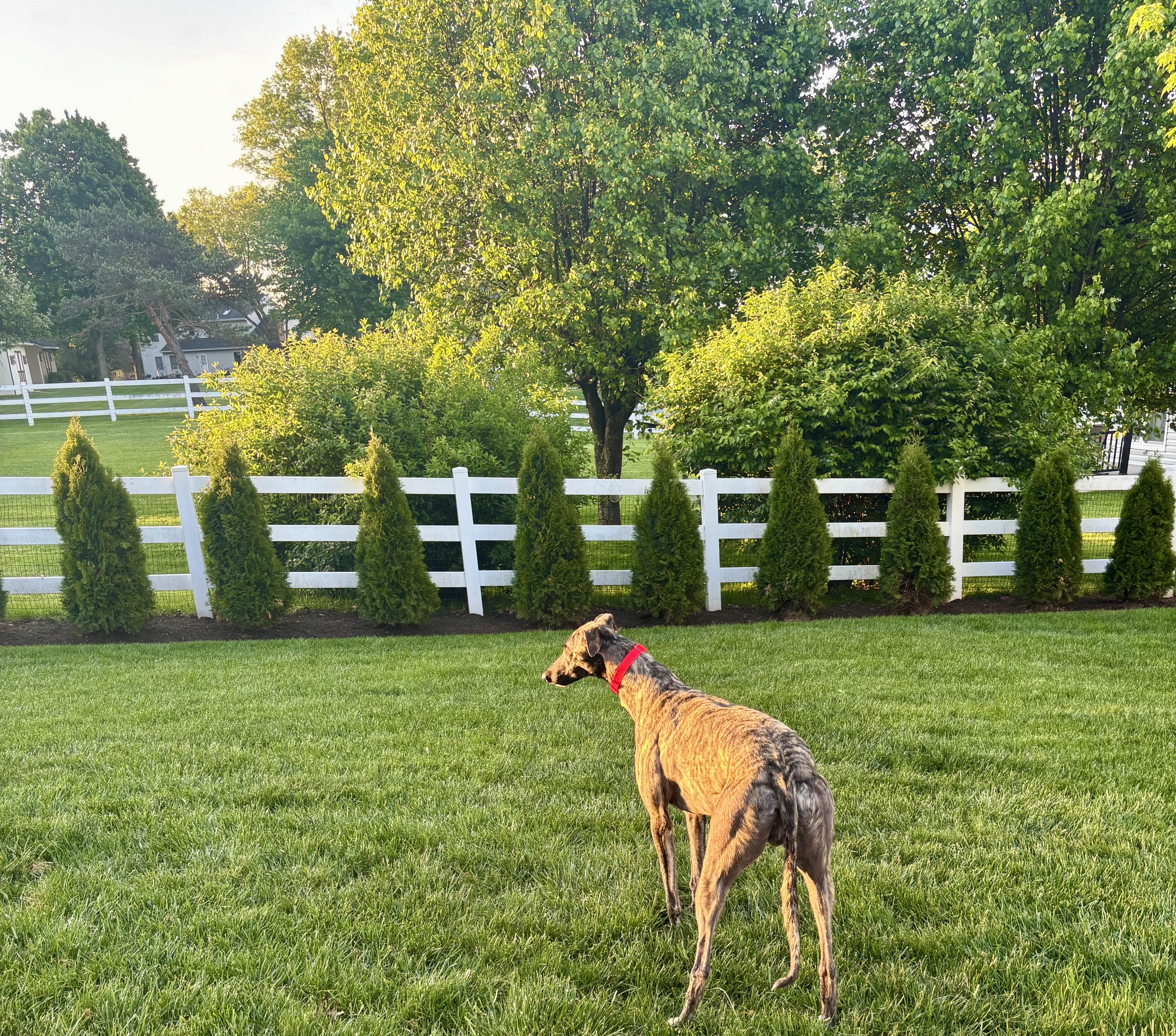 Enlarge Shimmy, an adopted Greyhound in New Hope, PA image 1/4