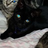 Batman, a Adoptable Domestic Short Hair in Blair, WI image 2/3