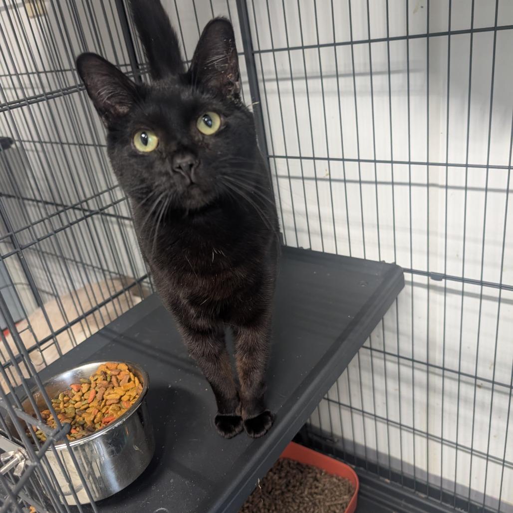 Enlarge Batman, a Adoptable Domestic Short Hair in Blair, WI image 3/4