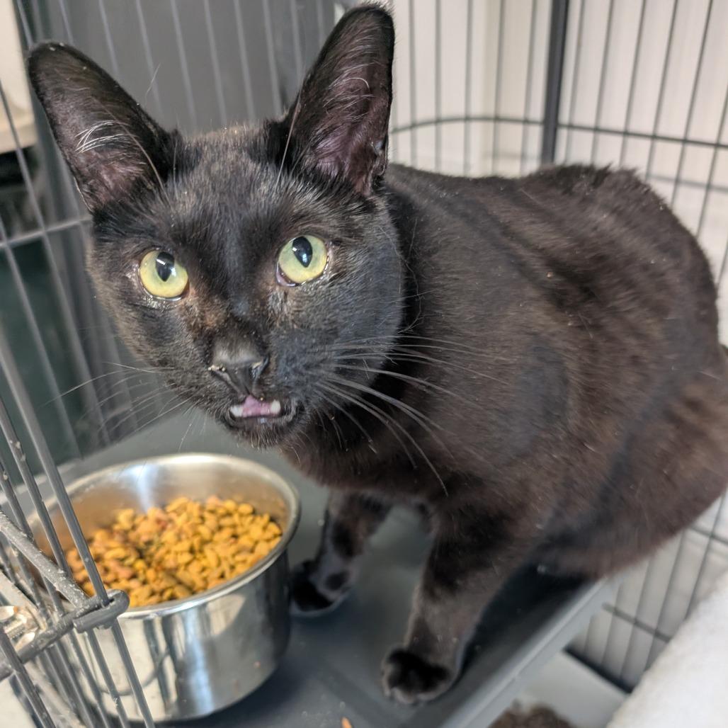 Enlarge Batman, a Adoptable Domestic Short Hair in Blair, WI image 4/6