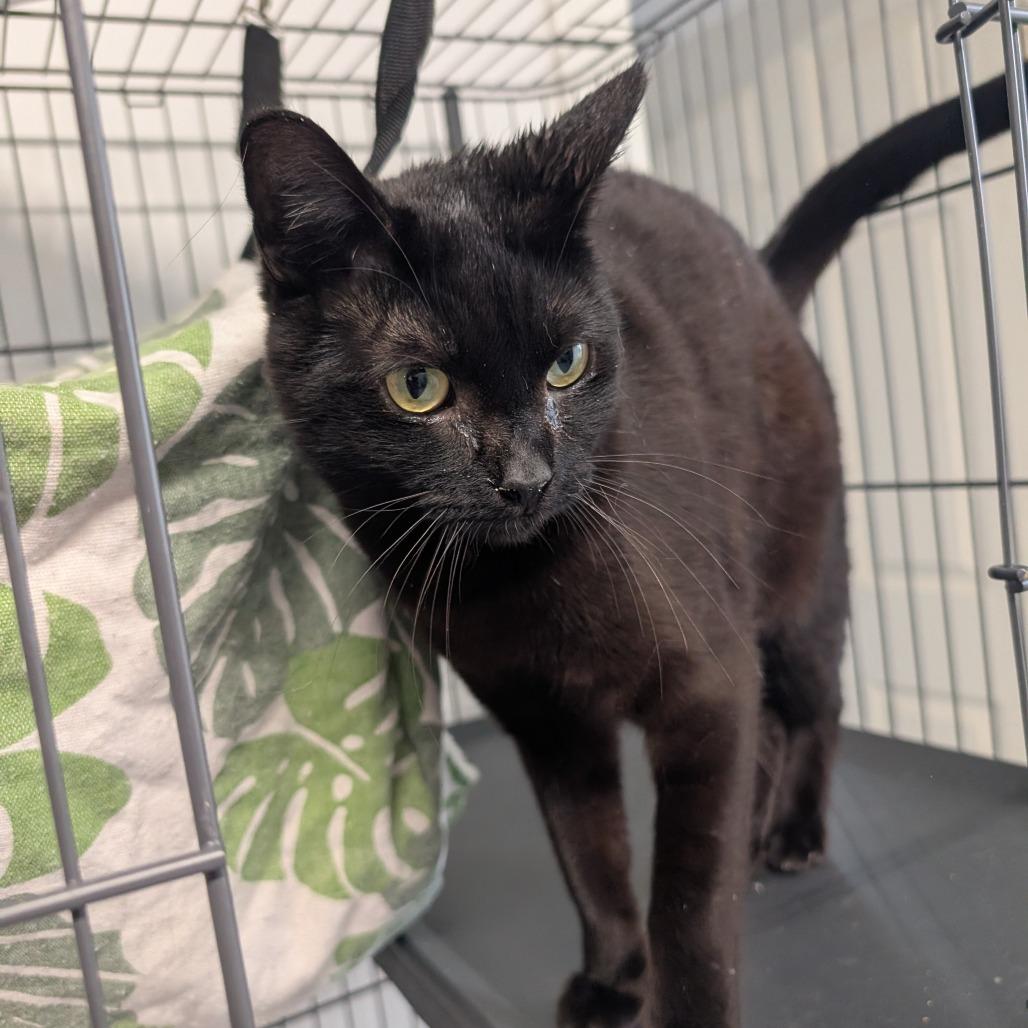 Enlarge Batman, a Adoptable Domestic Short Hair in Blair, WI image 5/6