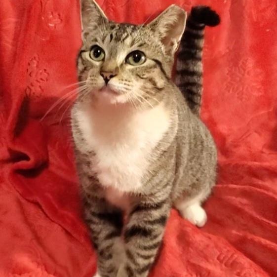 Enlarge Muffin, a Adopted mixed breed in Stockton, CA image 1/5