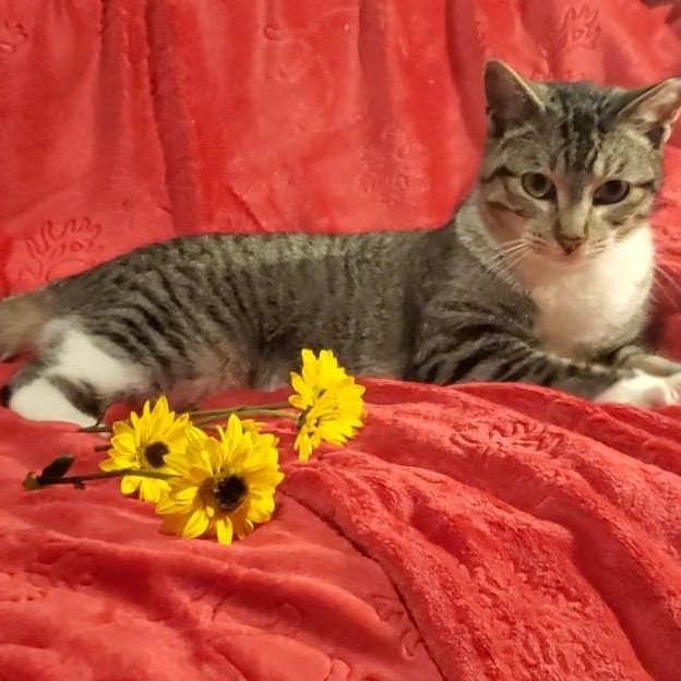 Enlarge Muffin, a Adopted mixed breed in Stockton, CA image 2/5