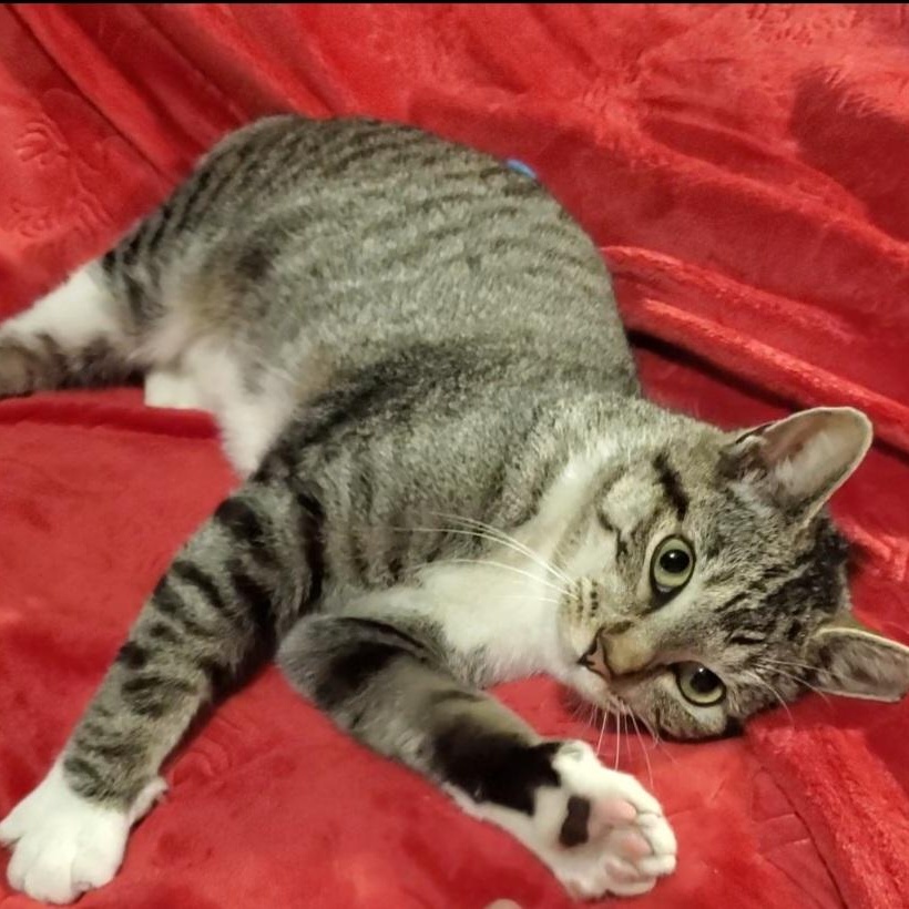 Enlarge Muffin, a Adopted mixed breed in Stockton, CA image 3/5