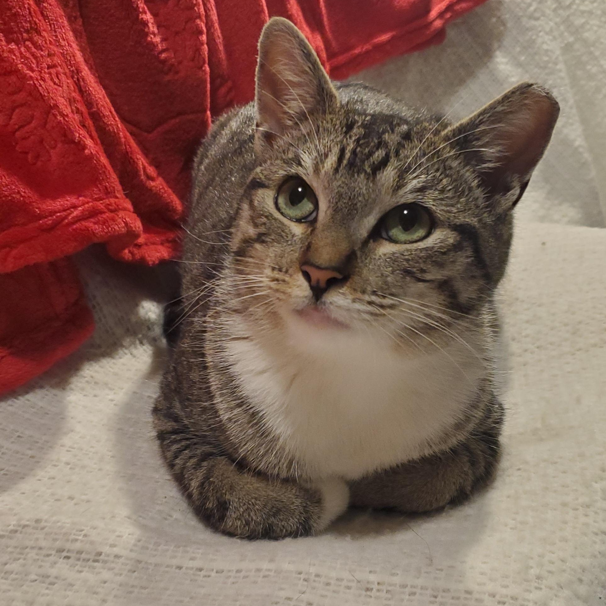 Enlarge Muffin, a Adopted mixed breed in Stockton, CA image 4/5