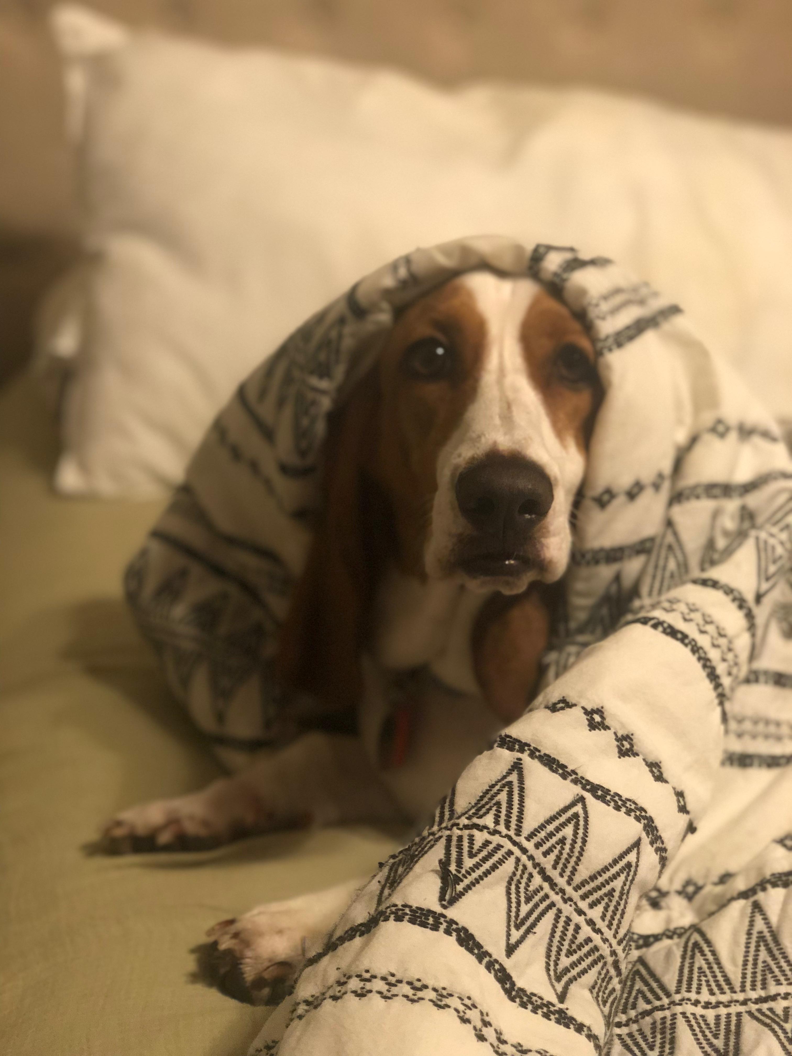 Enlarge Charlotte, a Adoptable Basset Hound in Auburndale, FL image 4/5