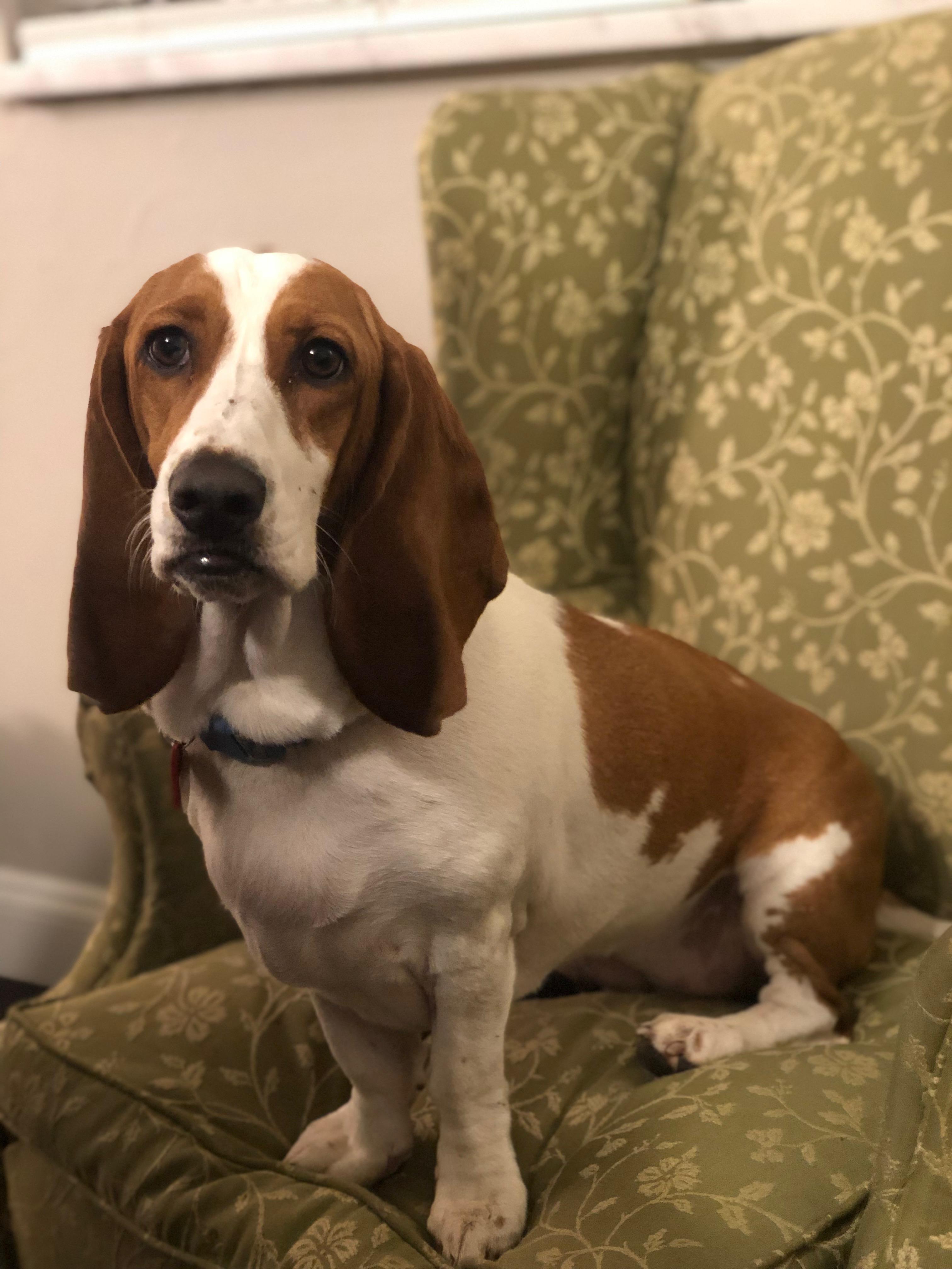 Enlarge Charlotte, a Adoptable Basset Hound in Auburndale, FL image 1/5