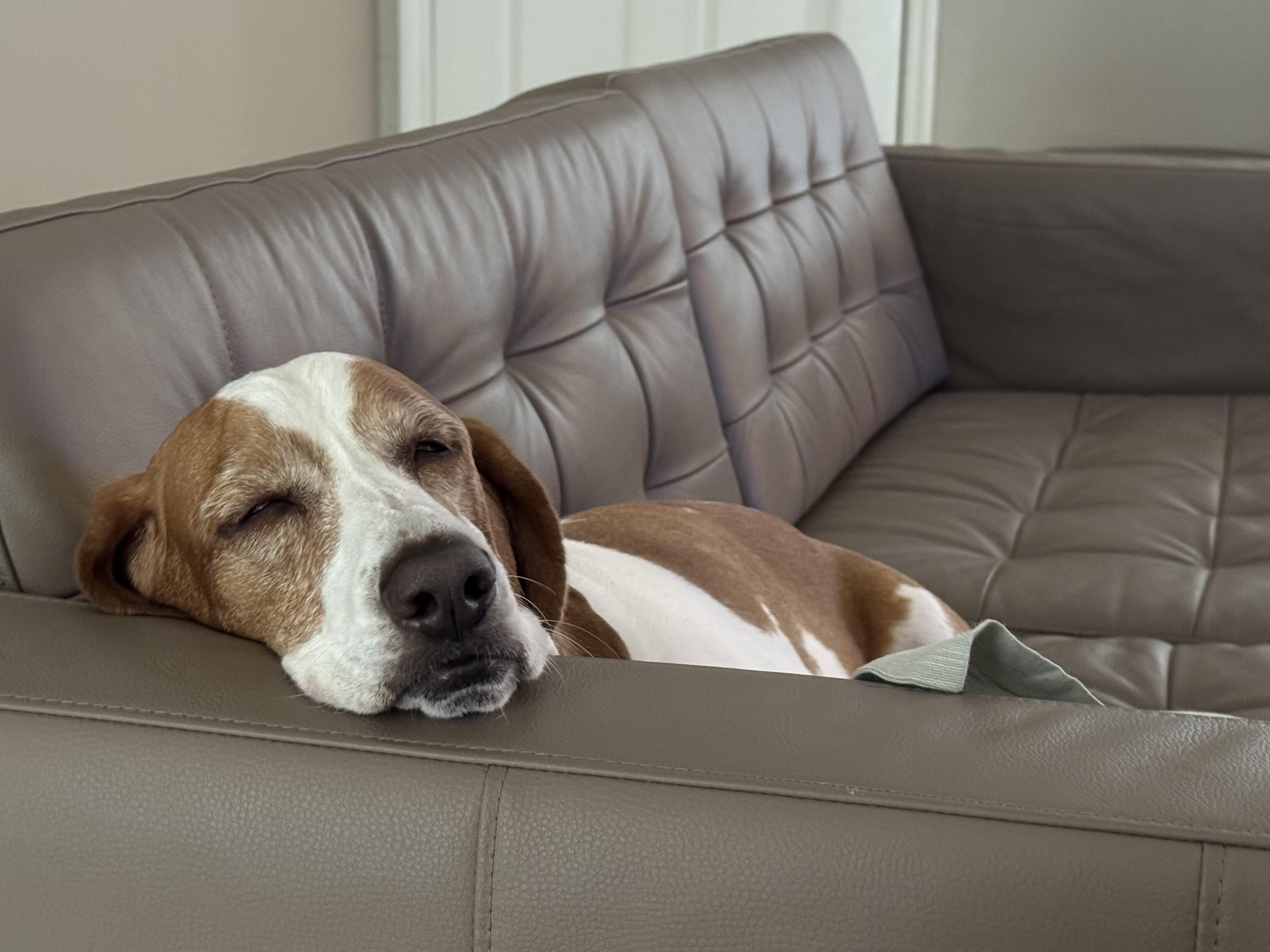 Enlarge Charlotte, a Adoptable Basset Hound in Auburndale, FL image 3/5