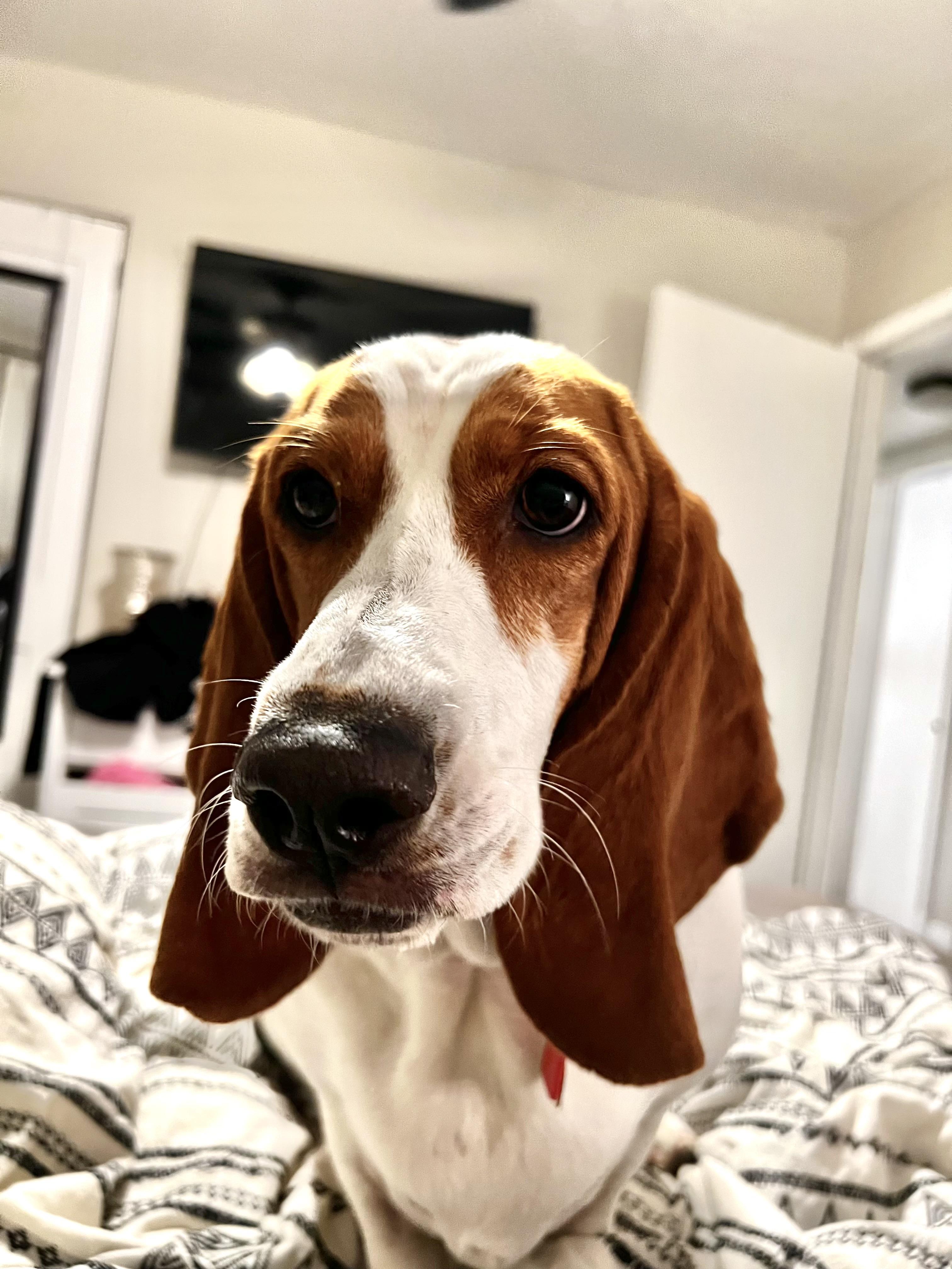Enlarge Charlotte, a Adoptable Basset Hound in Auburndale, FL image 2/5