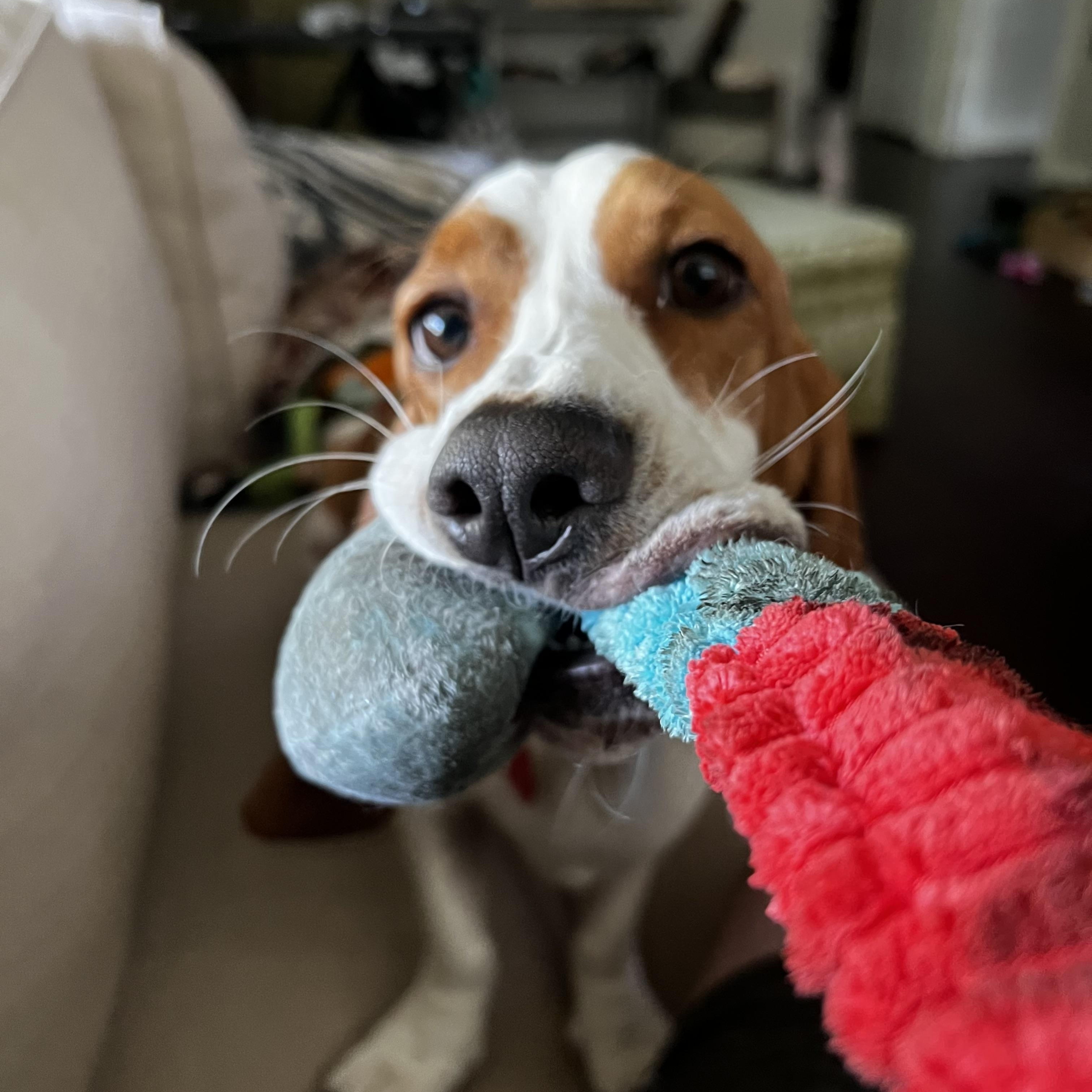 Enlarge Charlotte, a Adoptable Basset Hound in Auburndale, FL image 5/5