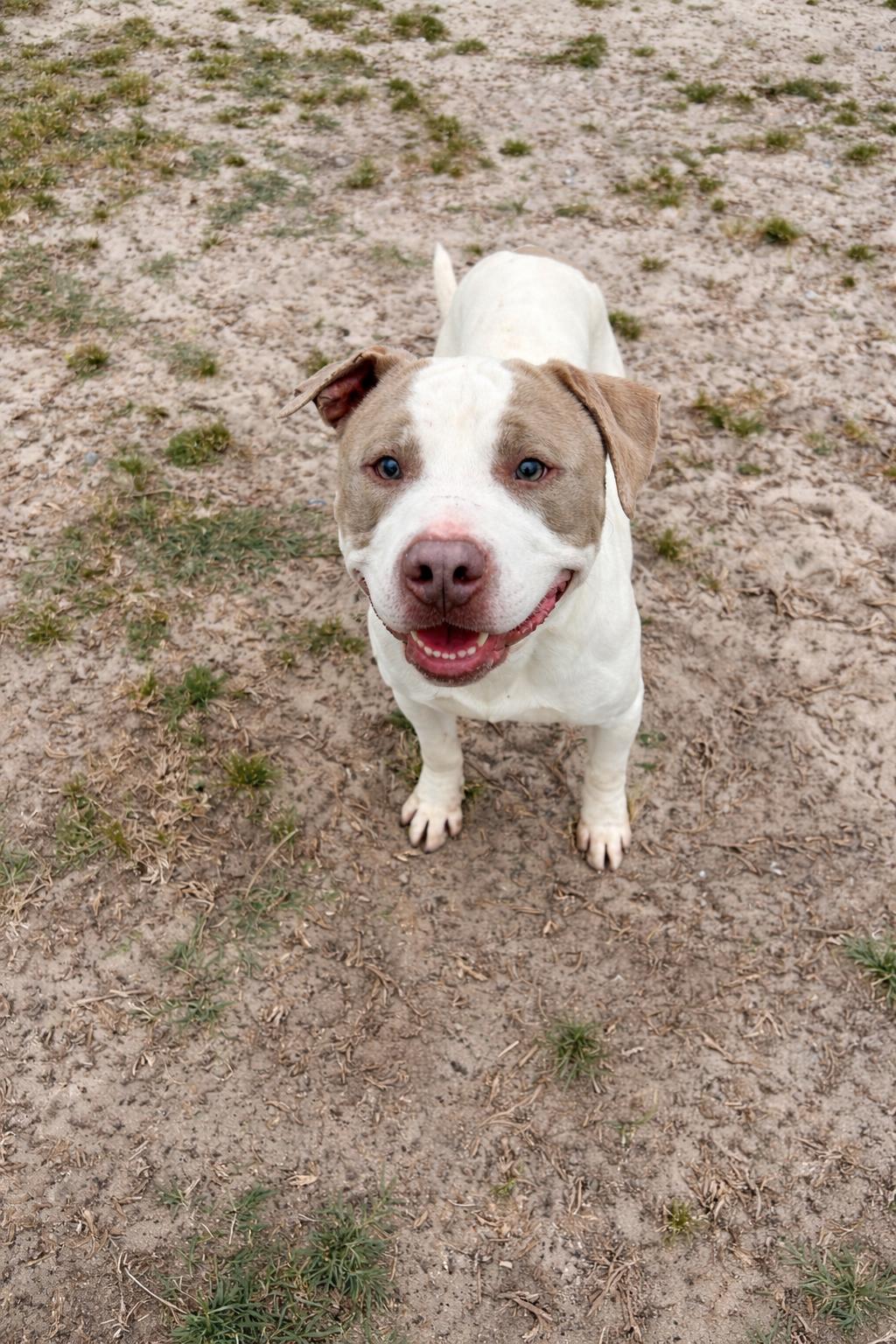 Enlarge Atticus, a ADOPTABLE mixed breed in Valdosta, GA image 3/4
