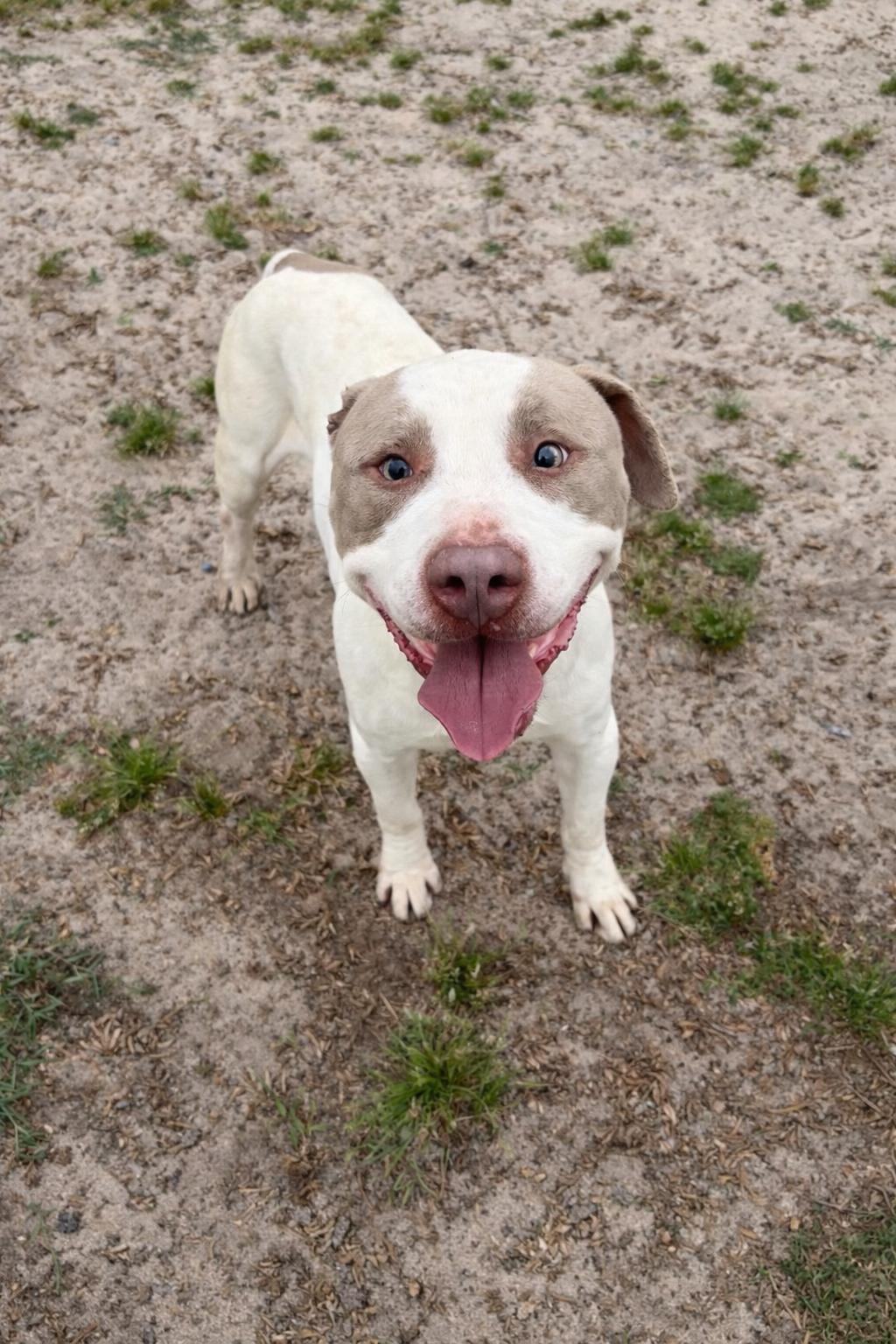 Enlarge Atticus, a ADOPTABLE mixed breed in Valdosta, GA image 2/4