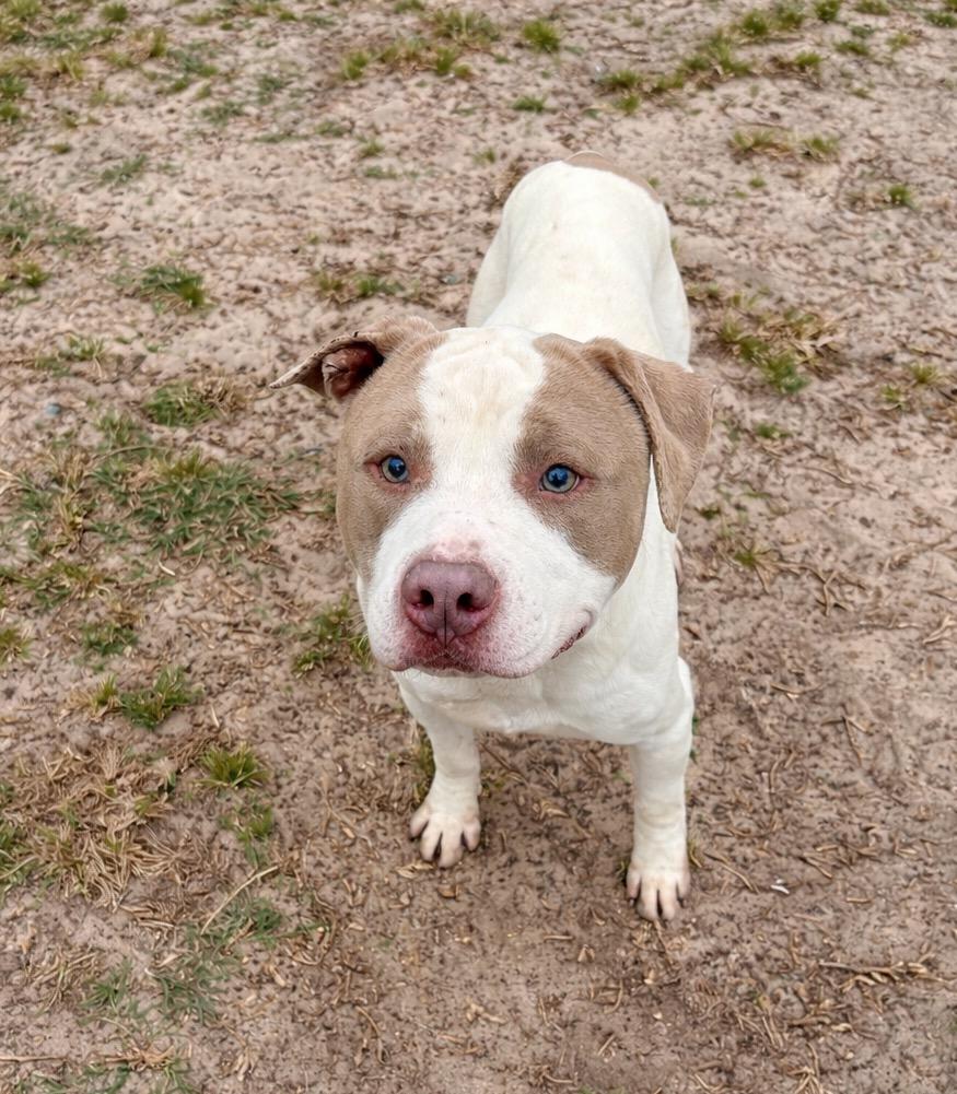 Atticus, ADOPTABLE, Young Male Pit Bull Terrier.