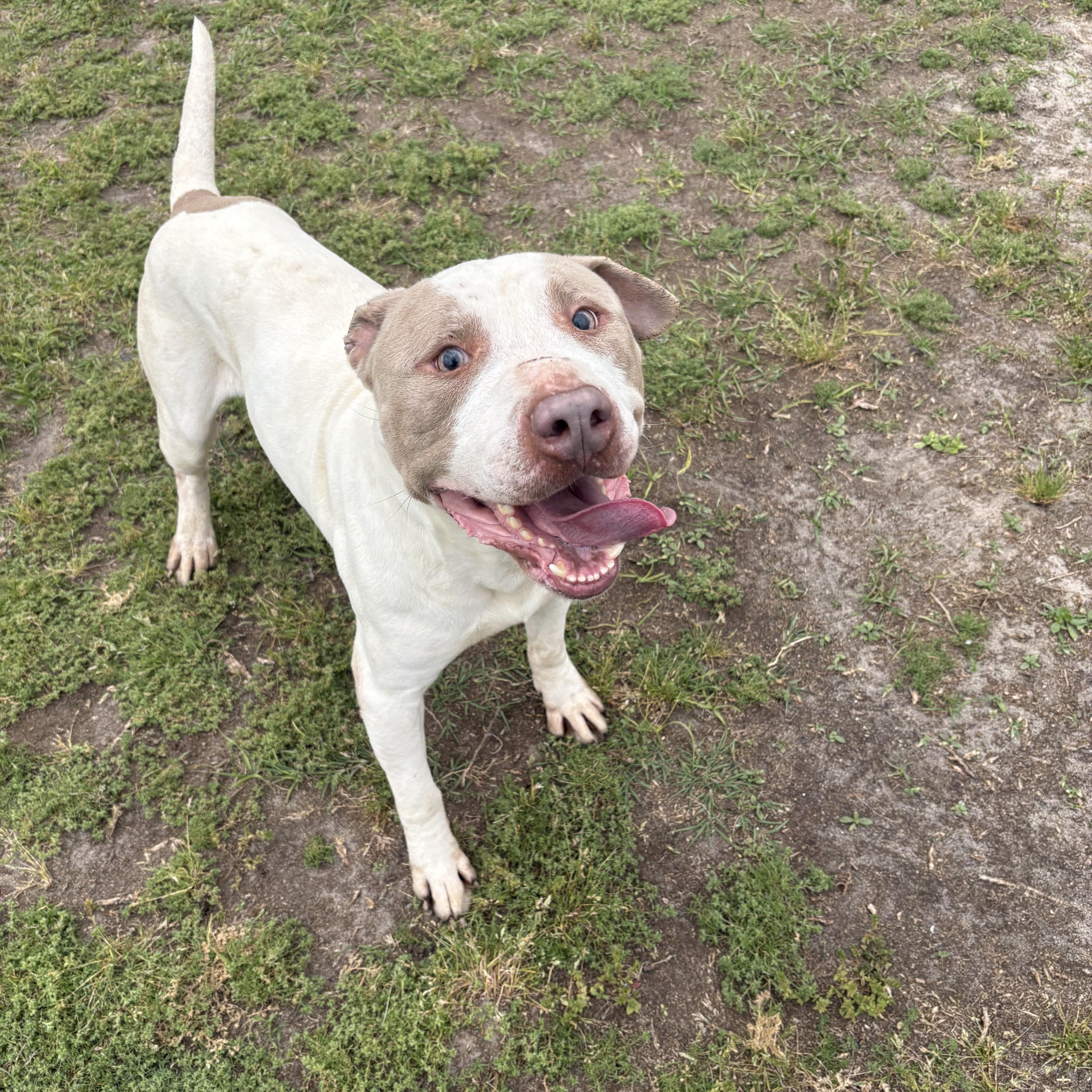 Enlarge Atticus, a ADOPTABLE mixed breed in Valdosta, GA image 4/4