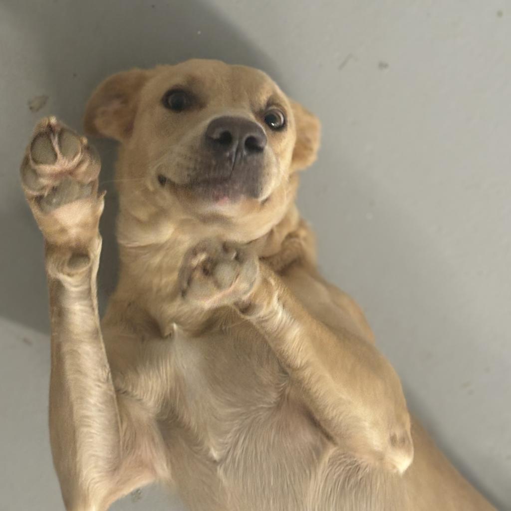 Rosie, a Adoptable Yellow Labrador Retriever in Clarksdale, MS image 1/3