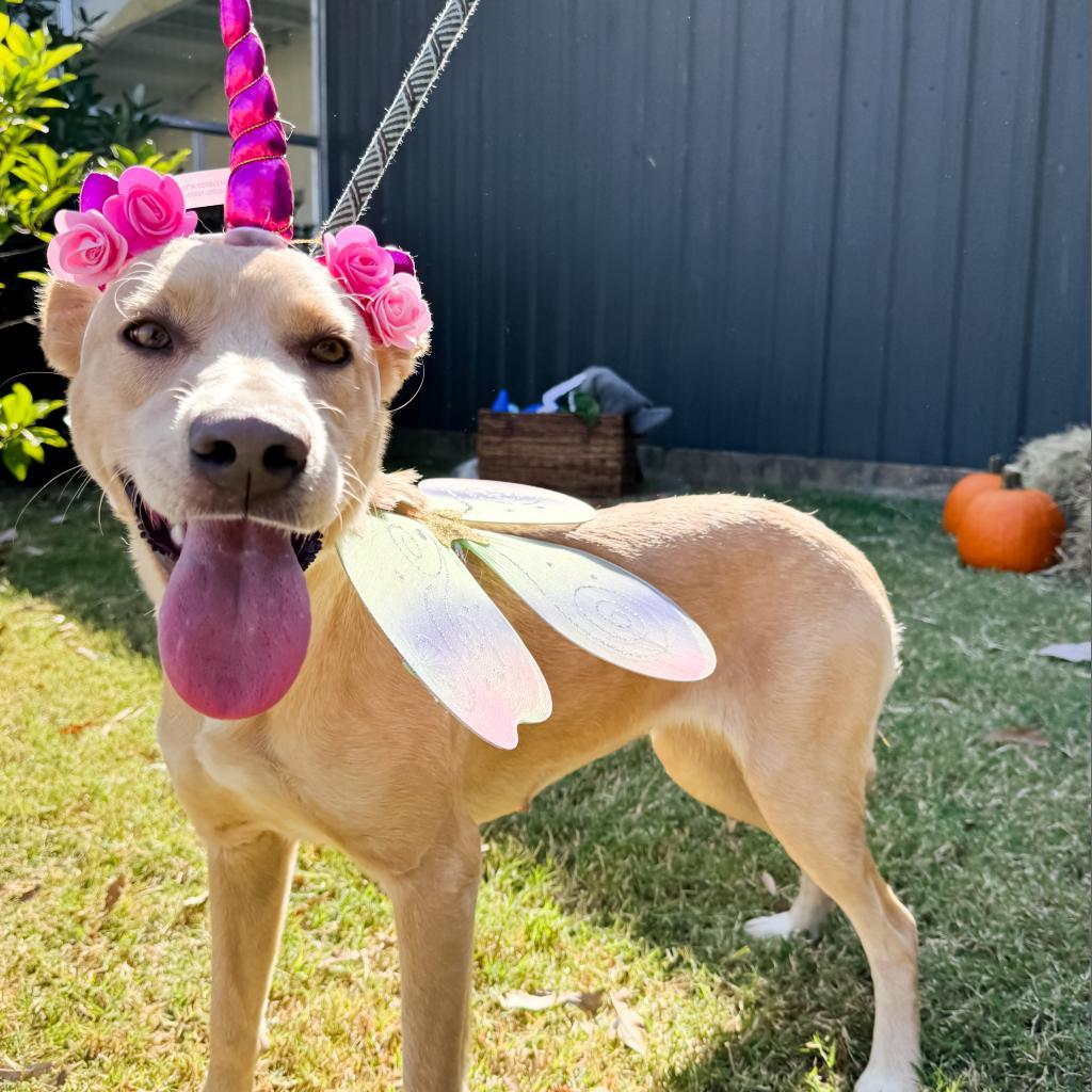Rosie, a Adoptable Yellow Labrador Retriever in Clarksdale, MS image 2/3