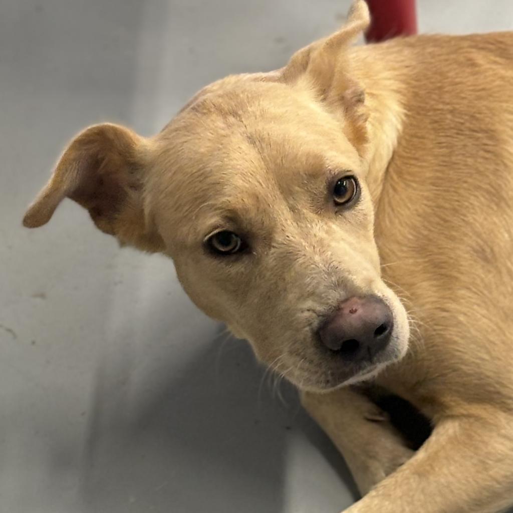 Rosie, a Adoptable Yellow Labrador Retriever in Clarksdale, MS image 3/3