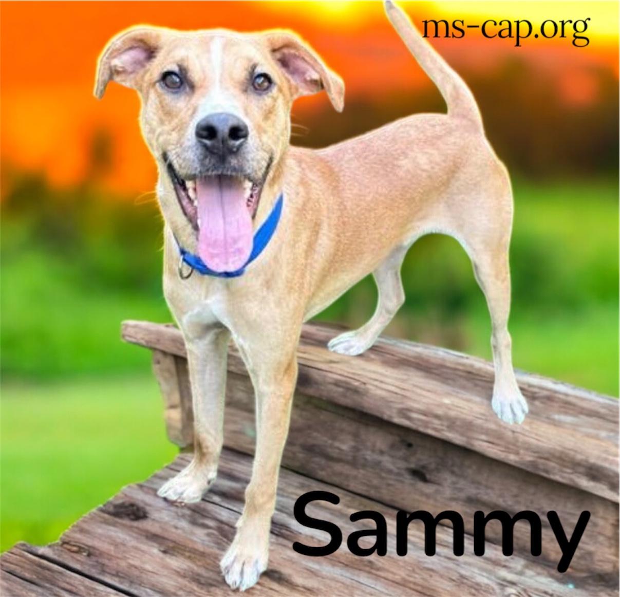 Enlarge Sammy, a Adoptable mixed breed in Biloxi, MS image 1/1