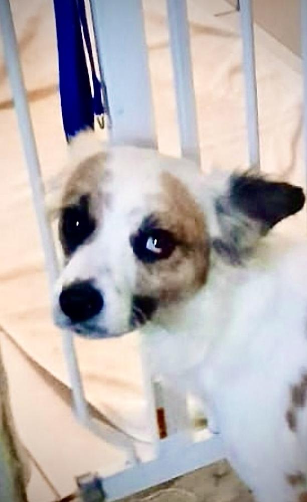 Sasha, Adoptable, Young Female Terrier.