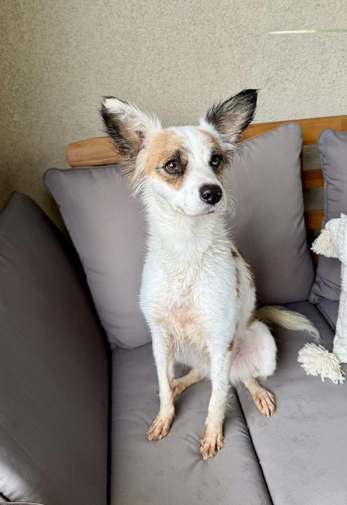 Enlarge Sasha, a Adoptable mixed breed in Escondido, CA image 2/6