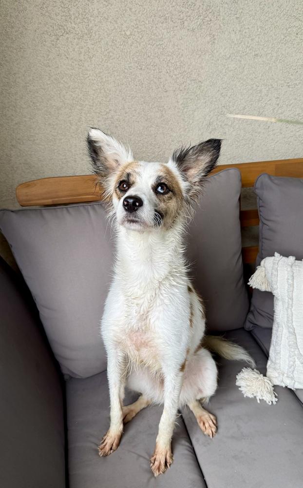 Enlarge Sasha, a Adoptable mixed breed in Escondido, CA image 3/6