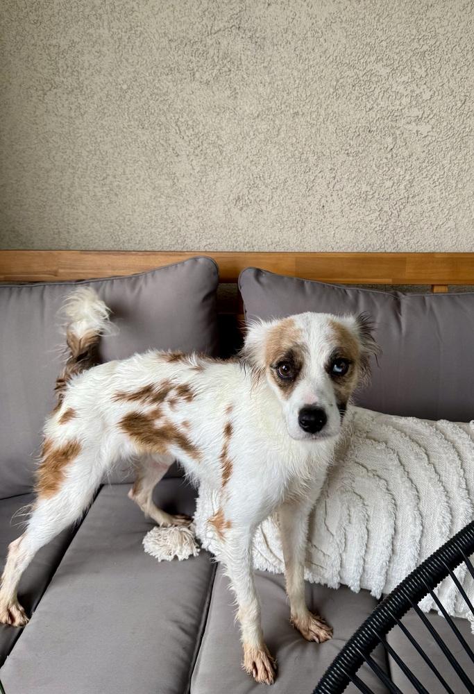 Enlarge Sasha, a Adoptable mixed breed in Escondido, CA image 4/6