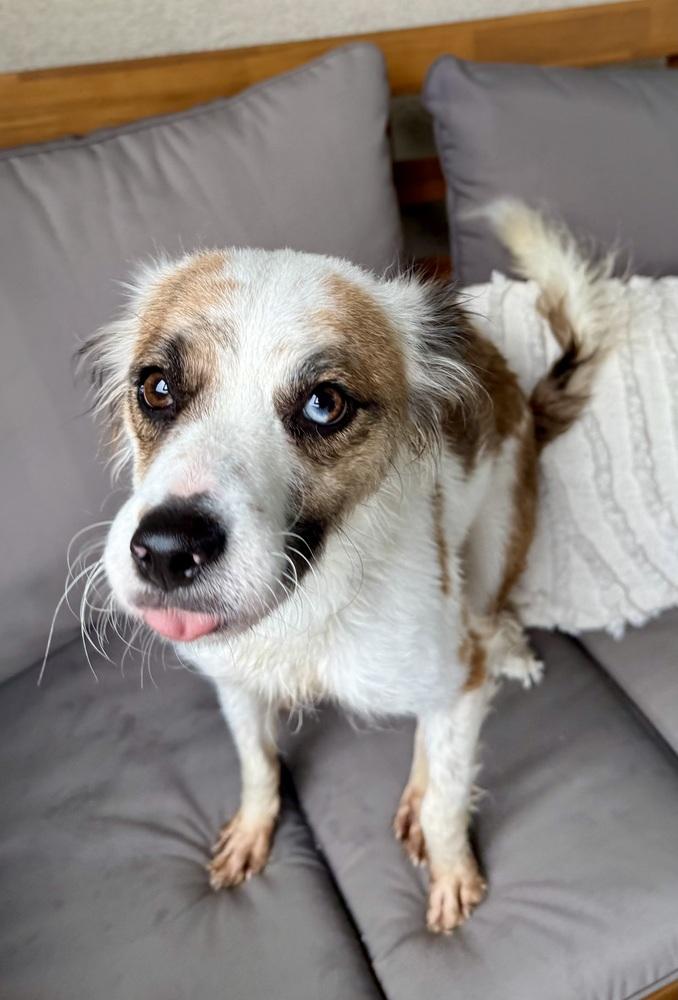 Enlarge Sasha, a Adoptable mixed breed in Escondido, CA image 5/6