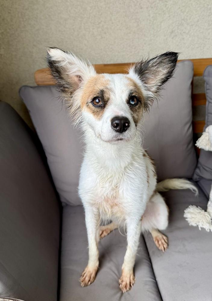 Enlarge Sasha, a Adoptable mixed breed in Escondido, CA image 6/6