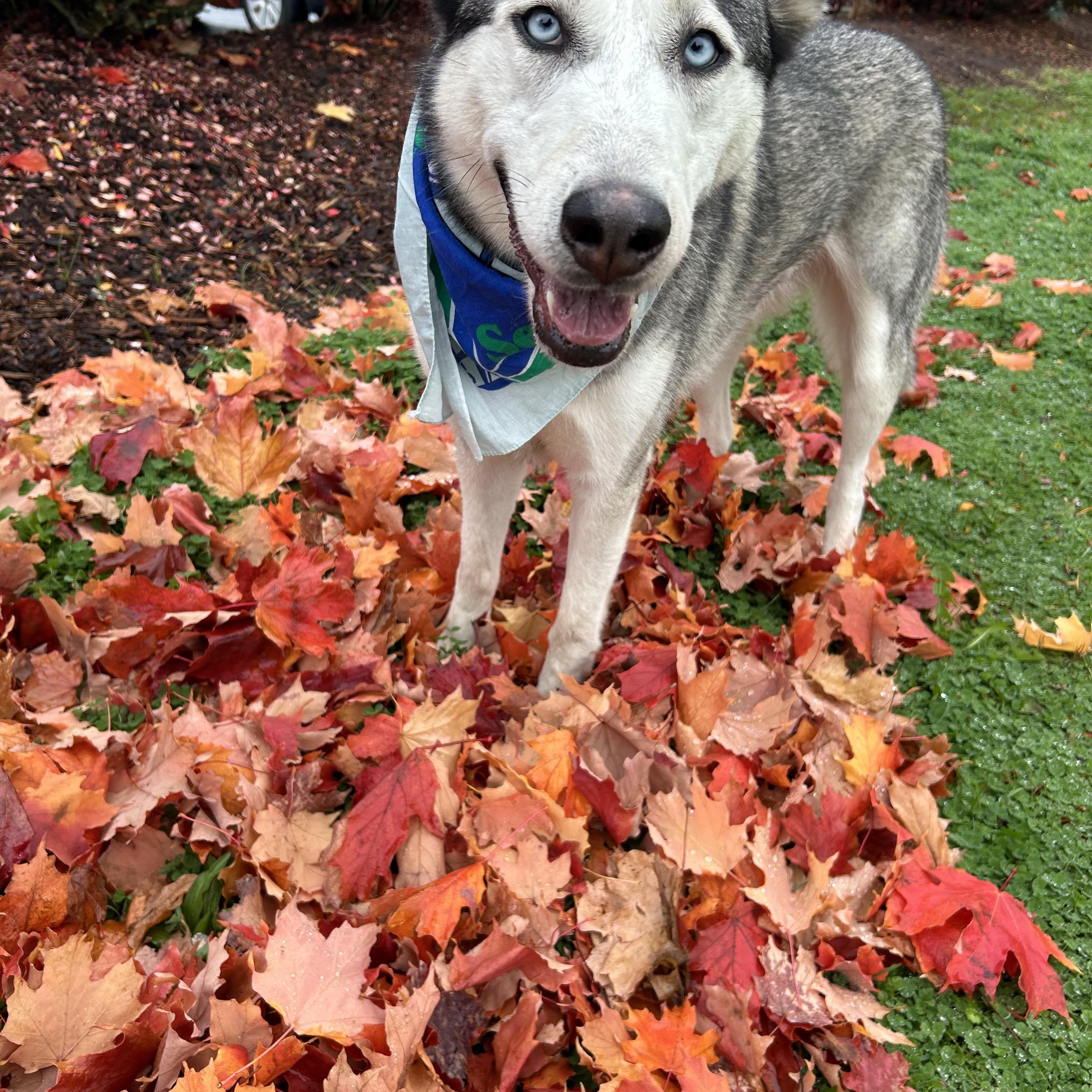 Enlarge Sable & Autumn, a Adoptable Husky in Blaine, WA image 4/6