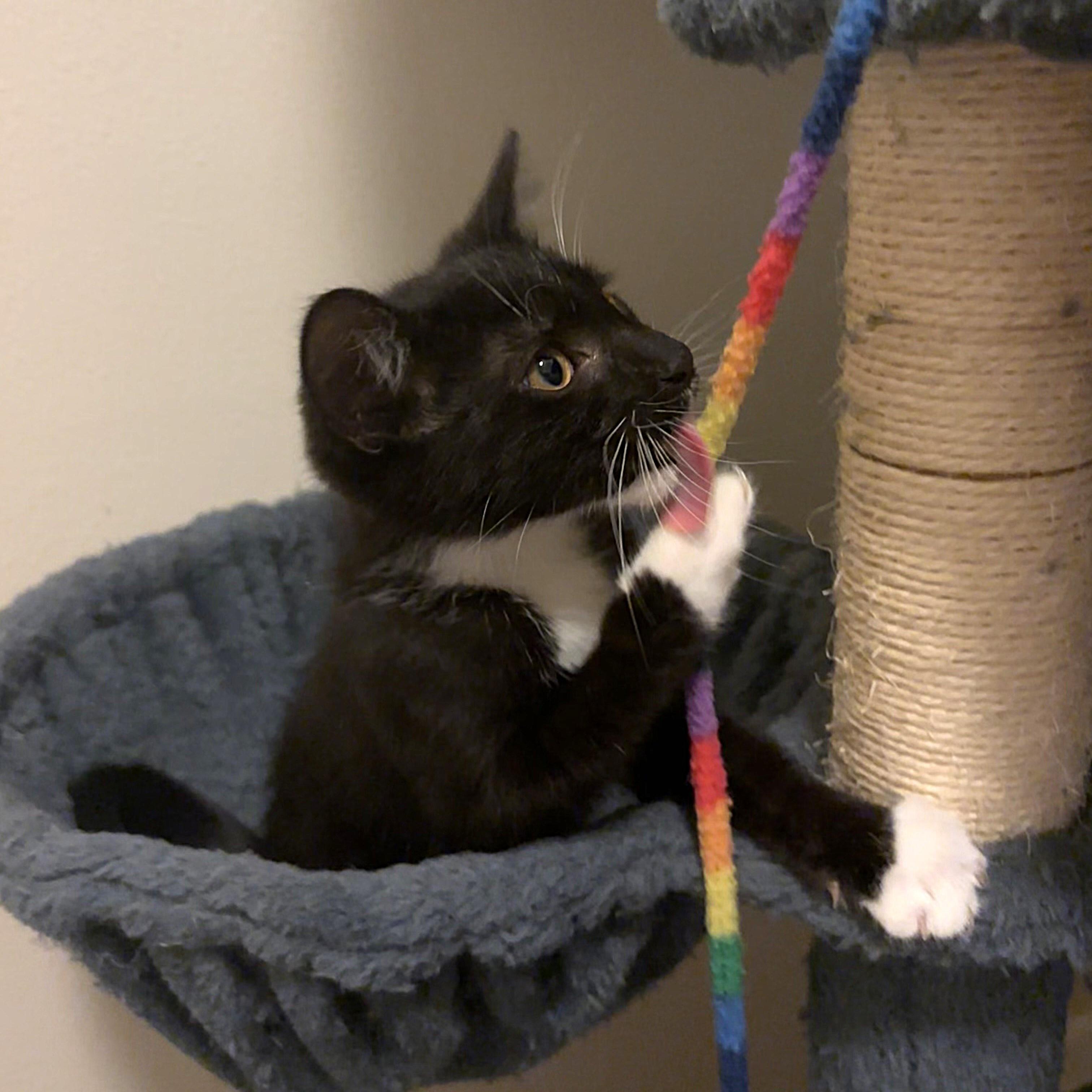 Black Diamond thumbnail 4