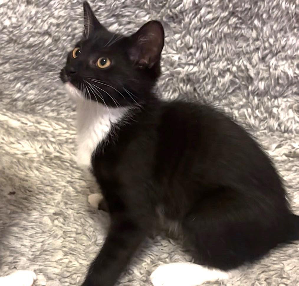 Black Diamond thumbnail 2