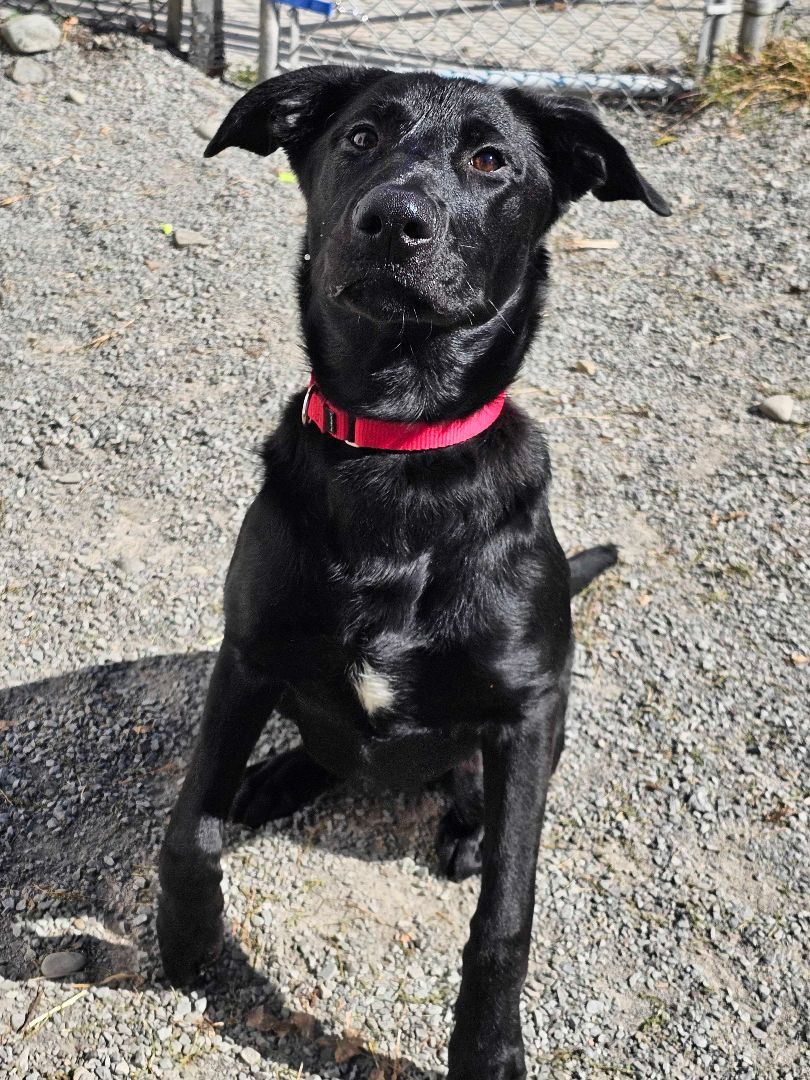 Dog for adoption Miles, a Black Labrador Retriever in Montrose, PA