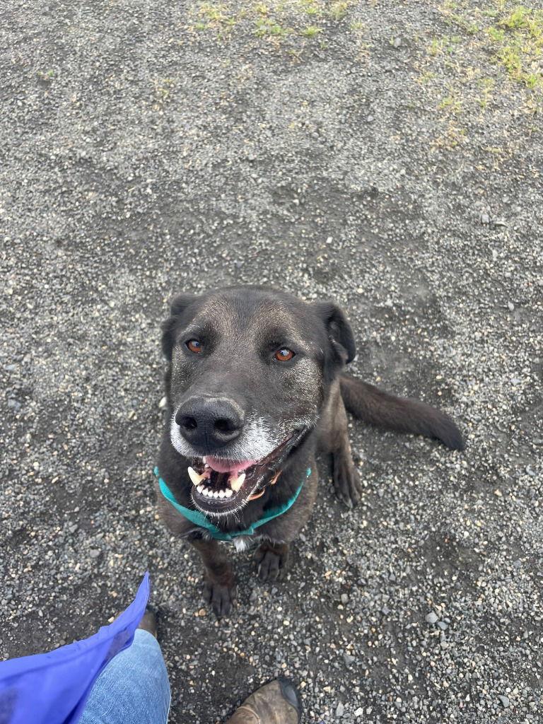 Lewis, a Adoptable mixed breed image 1/3