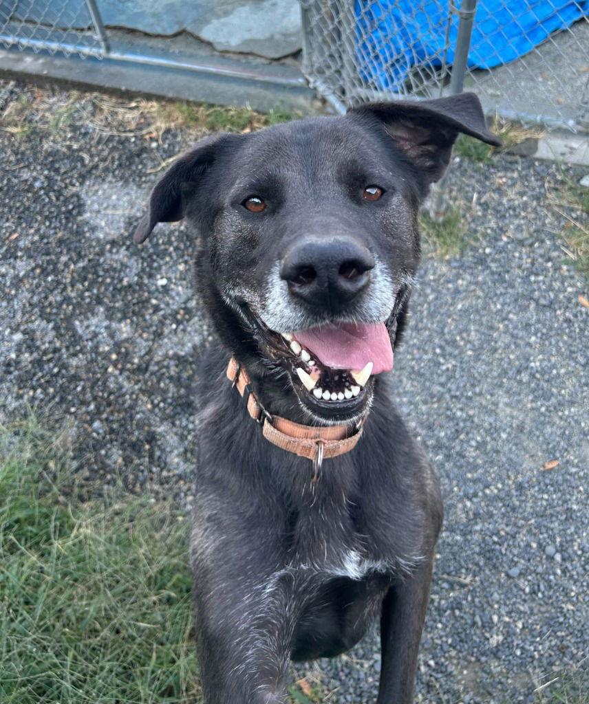 Lewis, a Adoptable mixed breed image 2/3