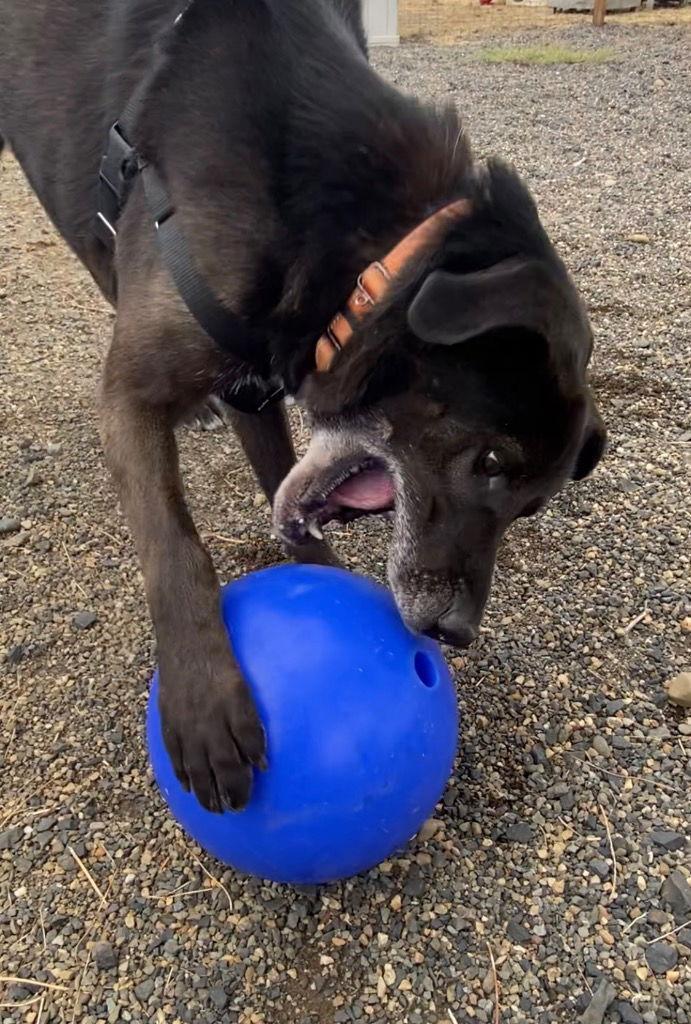Lewis, a Adoptable mixed breed image 3/3