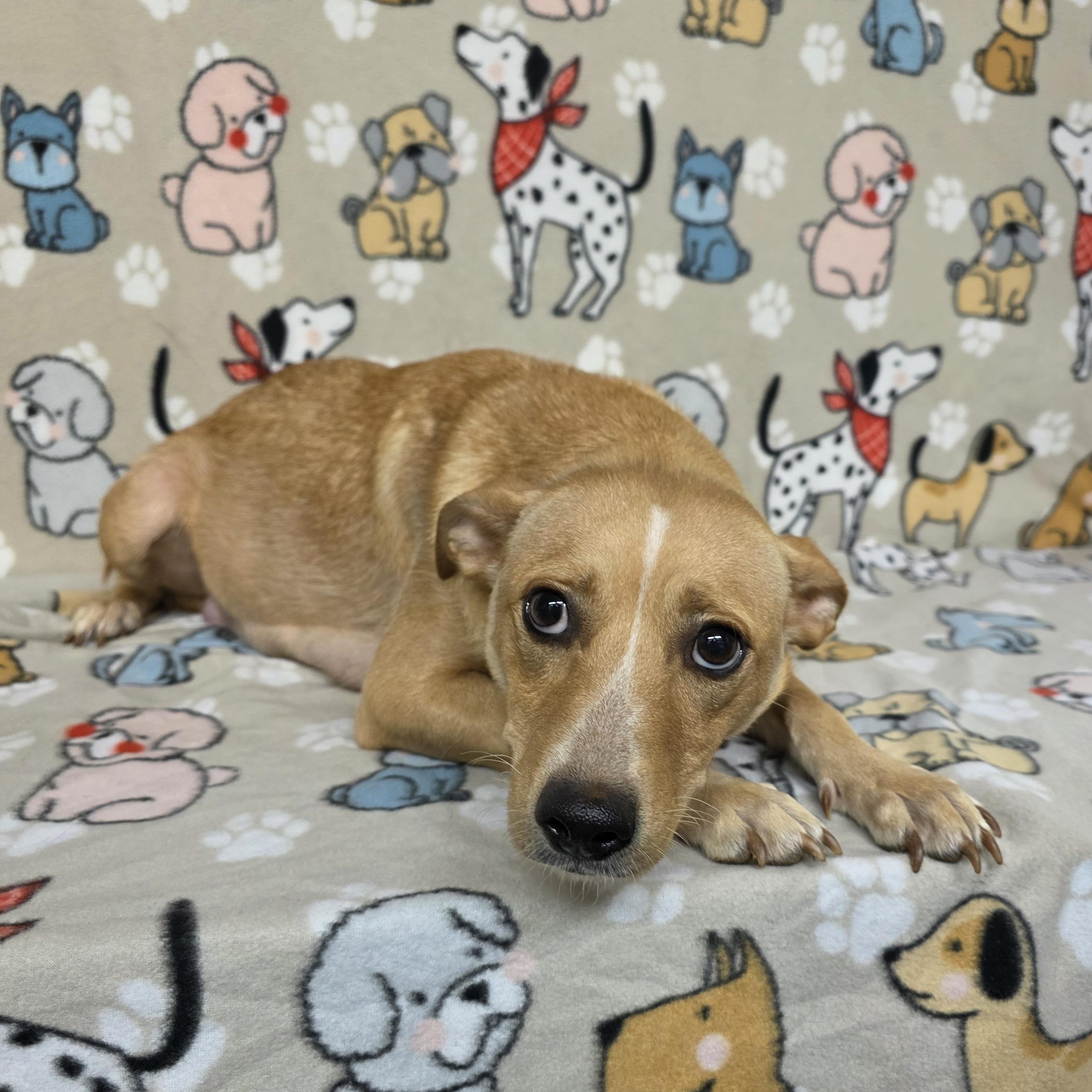 Snow White, ADOPTABLE, Adult Female Labrador Retriever & Terrier.