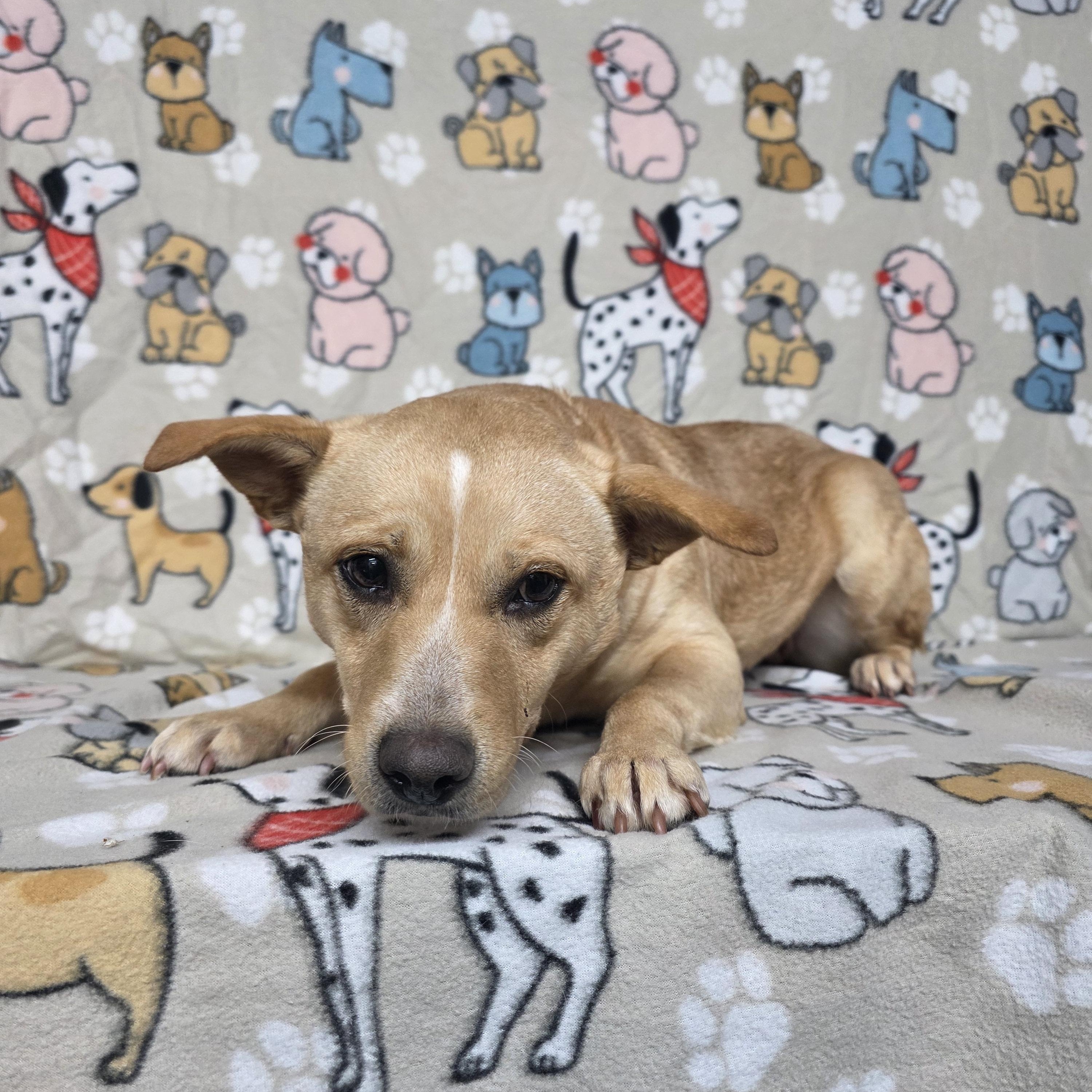 Enlarge Snow White, a ADOPTABLE mixed breed in Dallas, GA image 3/3