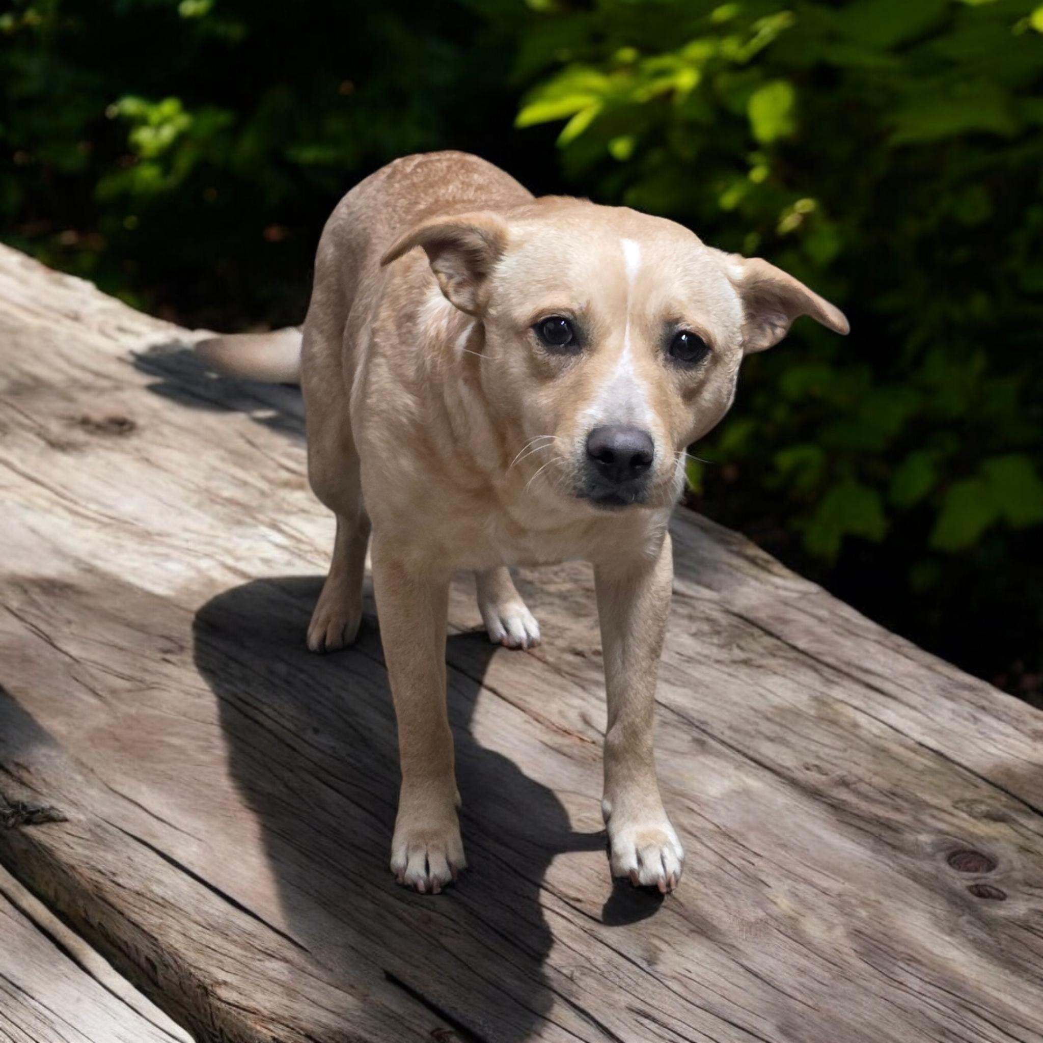 Snow White, ADOPTABLE, Adult Female Labrador Retriever & Terrier.