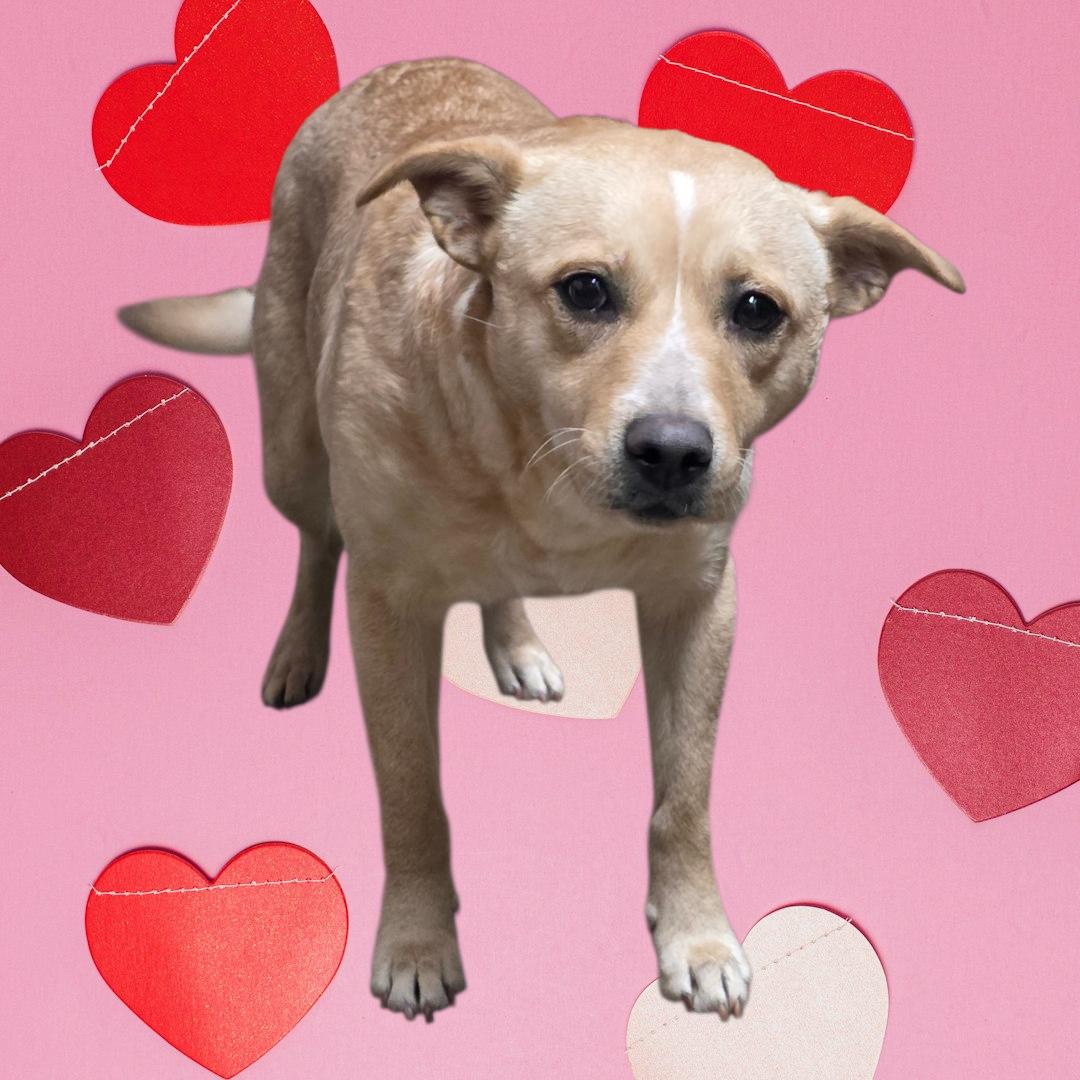 Snow White, ADOPTABLE, Adult Female Labrador Retriever & Terrier.