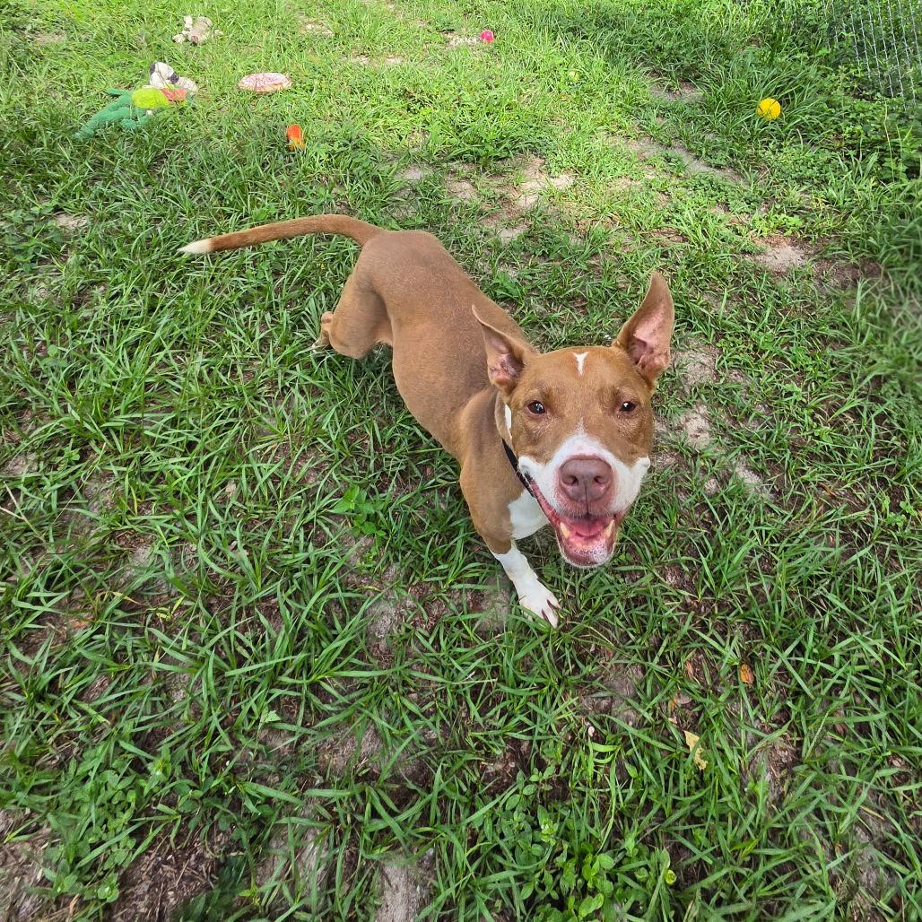 Jules, a Adoptable Mixed Breed in Lake Panasoffkee, FL image 4/5