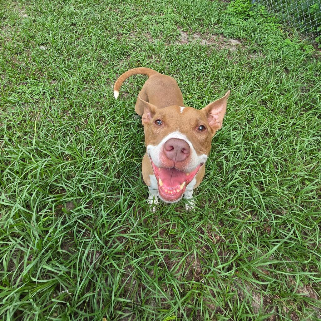 Jules, a Adoptable Mixed Breed in Lake Panasoffkee, FL image 5/5