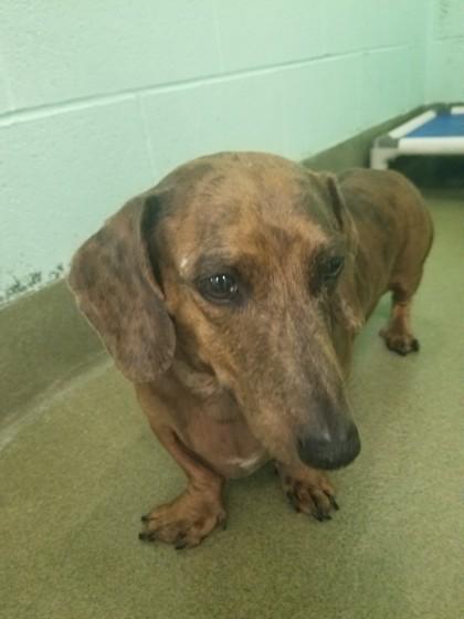 Enlarge Poptart, a Adoptable Dachshund in Colleyville, TX image 1/1