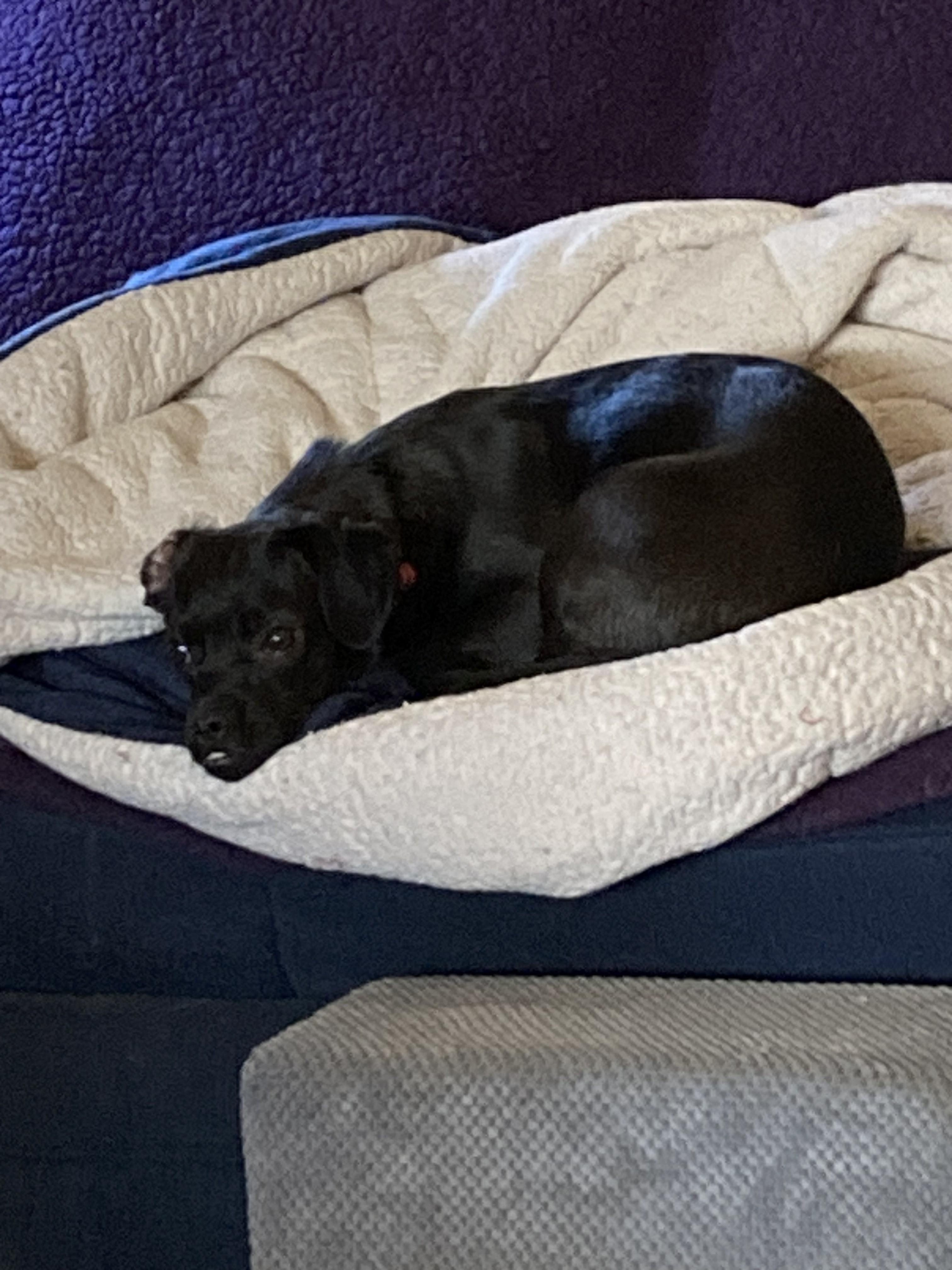 Enlarge Wanda, a ADOPTABLE Puggle in Lexington, KY image 5/6