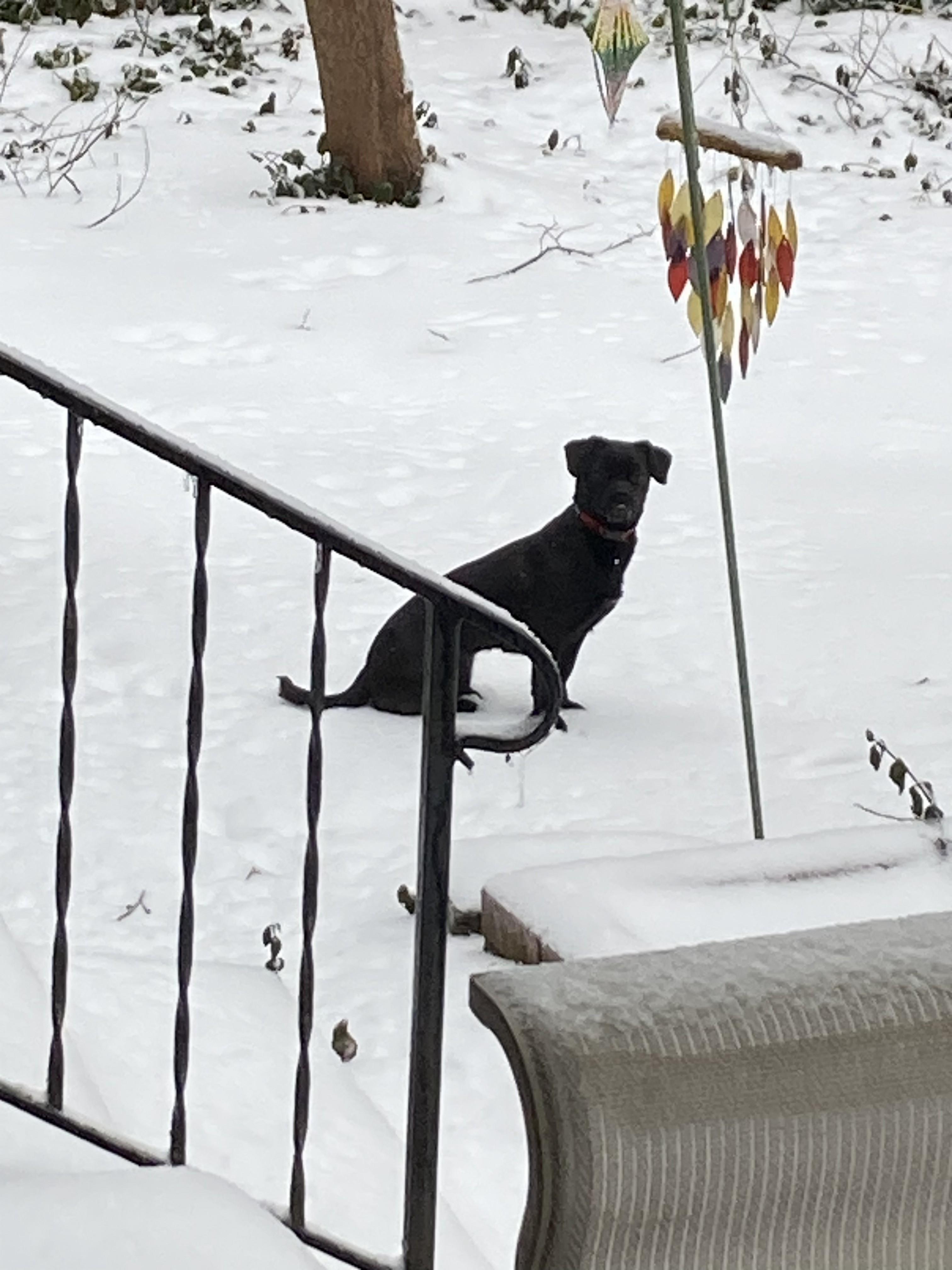 Enlarge Wanda, a ADOPTABLE Puggle in Lexington, KY image 6/6