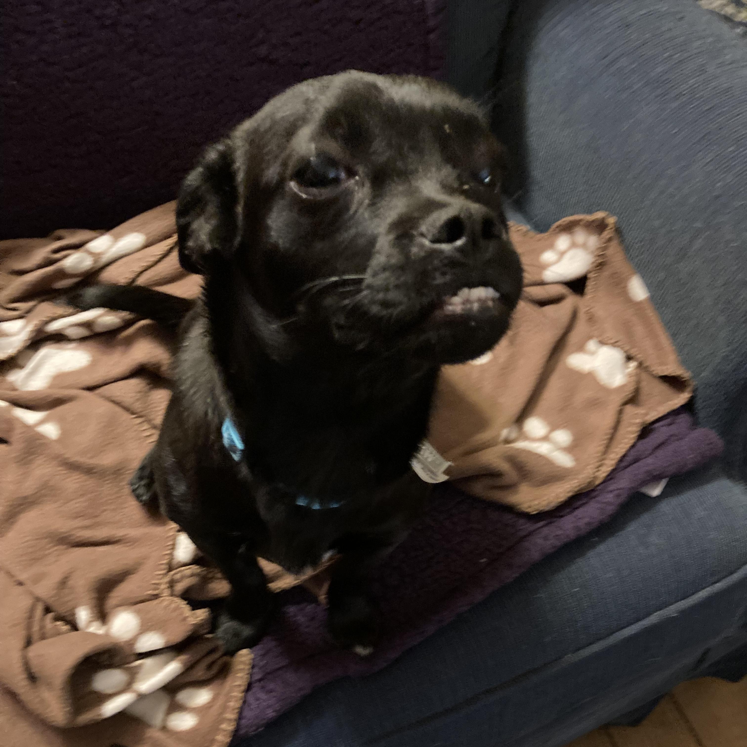 Enlarge Wanda, a ADOPTABLE Puggle in Lexington, KY image 1/3